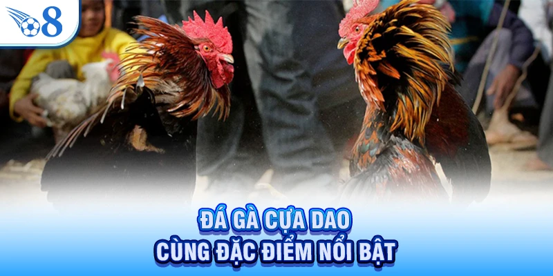 Đá gà cựa dao cùng đặc điểm nổi bật