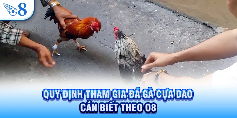 Quy định tham gia đá gà cựa dao cần biết theo O8